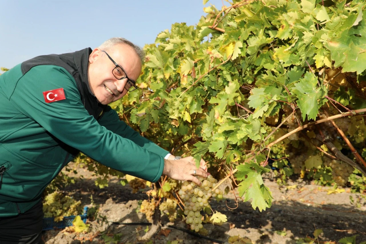 Üzümle Emeğin Buluştuğu Hoşköy'de Bereket Hasadı