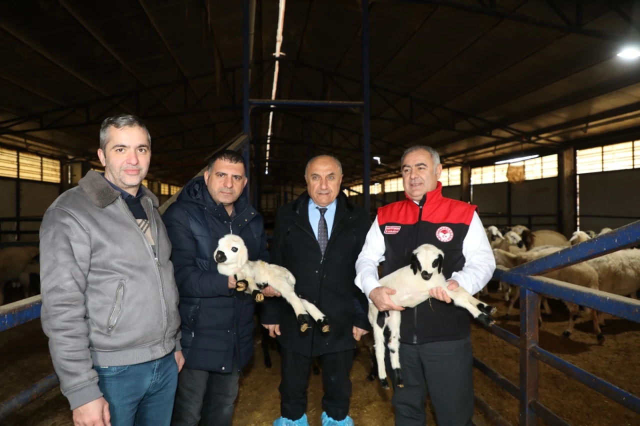 Akçakiraz'da Küçükbaş Besi Ağılı Modernize Edildi