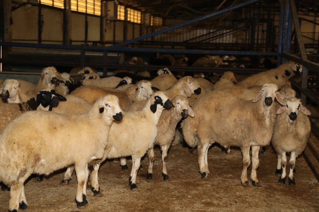 Akçakiraz'da Küçükbaş Besi Ağılı Modernize Edildi