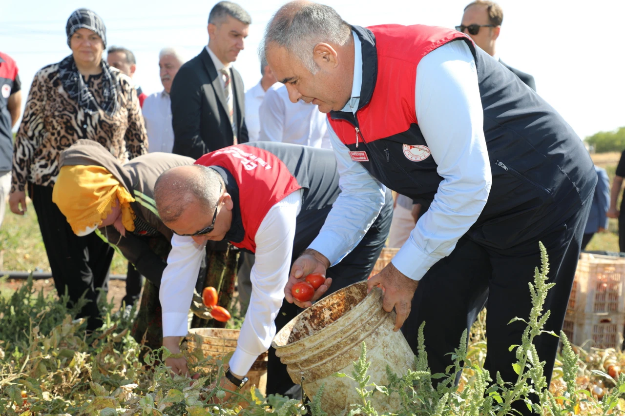 Elazığ'da Kurutmalık Organik Domates Hasadı Gerçekleştirildi