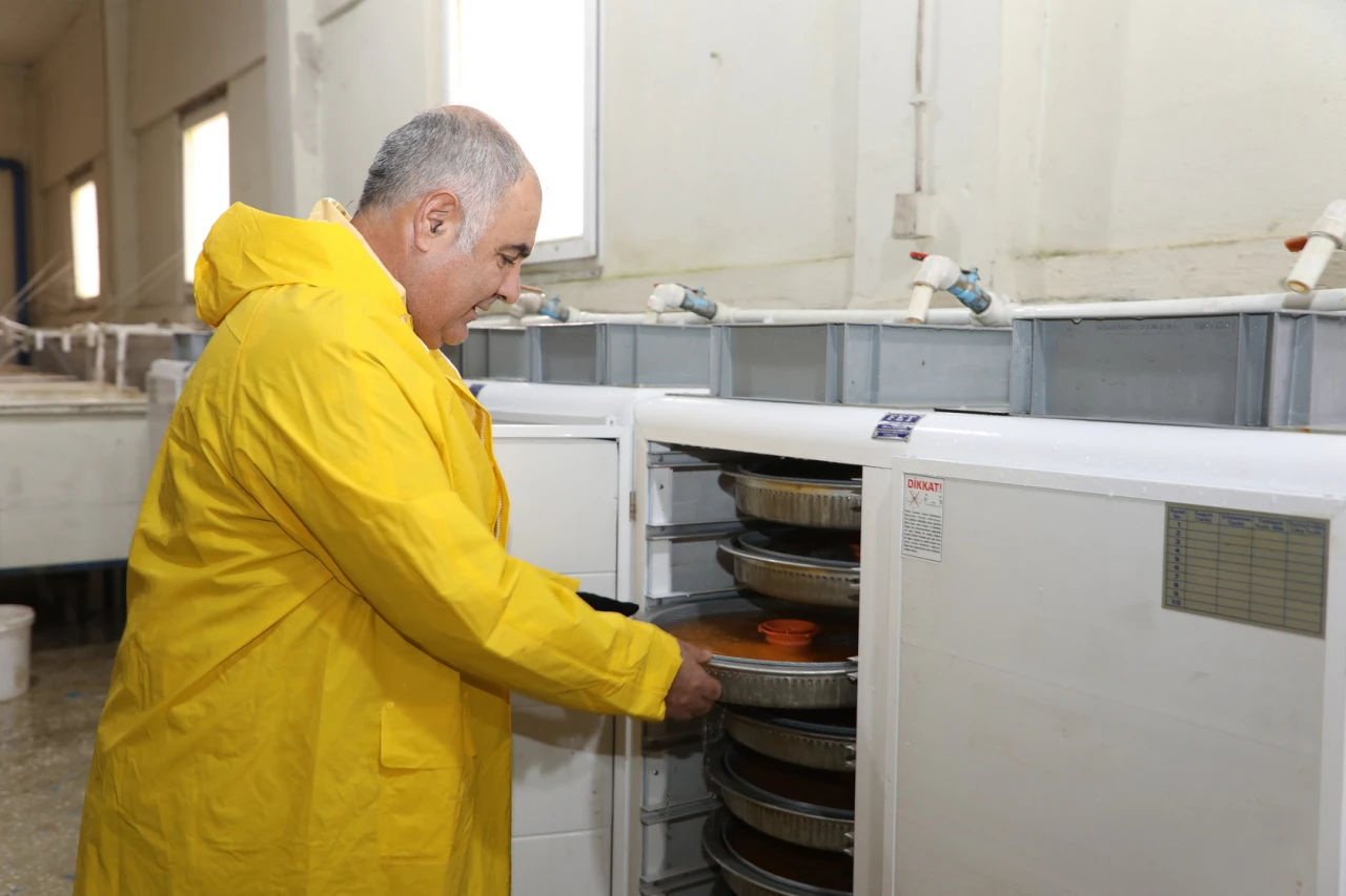 Keban Su Ürünleri Üretim İstasyonunda Alabalık Sağımı Aralıksız Sürüyor