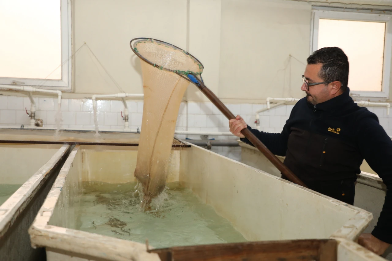 Keban Su Ürünleri Üretim İstasyonunda Alabalık Sağımı Aralıksız Sürüyor