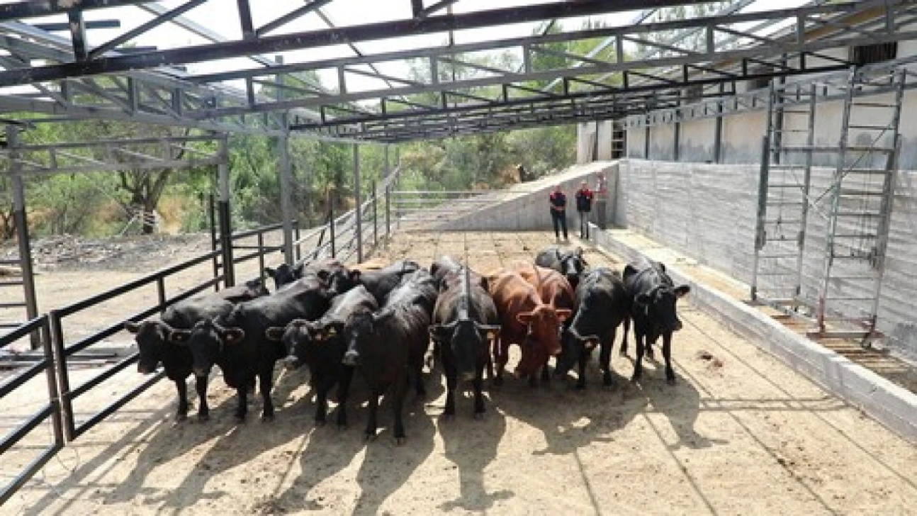 Elazığ'da Çiftçilere Düve ve Yem Desteği: 78 Asil, 117 Yedek Çiftçi Destek Listesinde