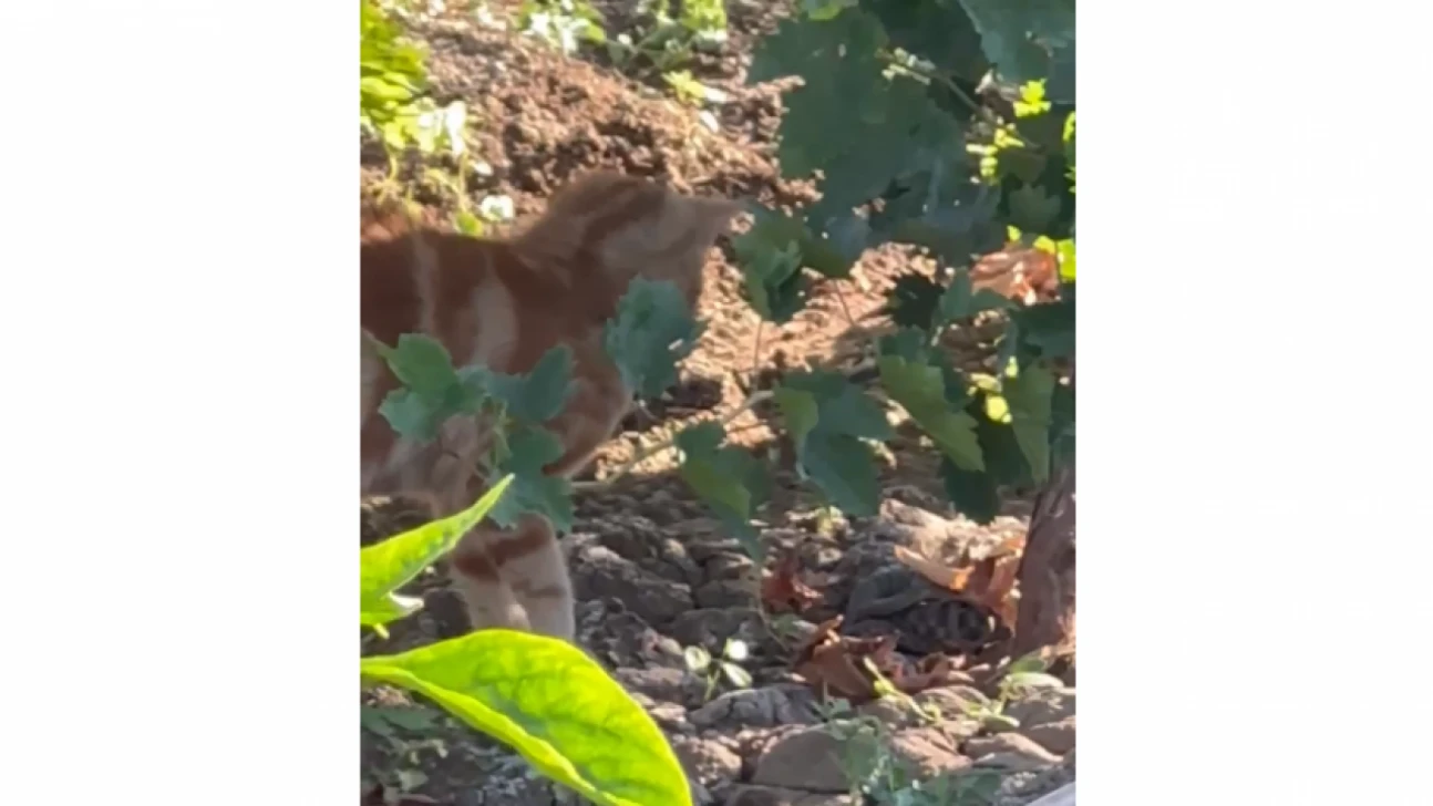 Elazığ'da Kedi, Yavrusunu Yılandan Kurtardı