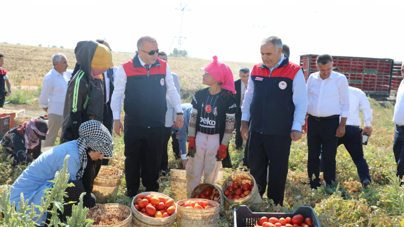 Elazığ'da Kurutmalık Organik Domates Hasadı Gerçekleştirildi