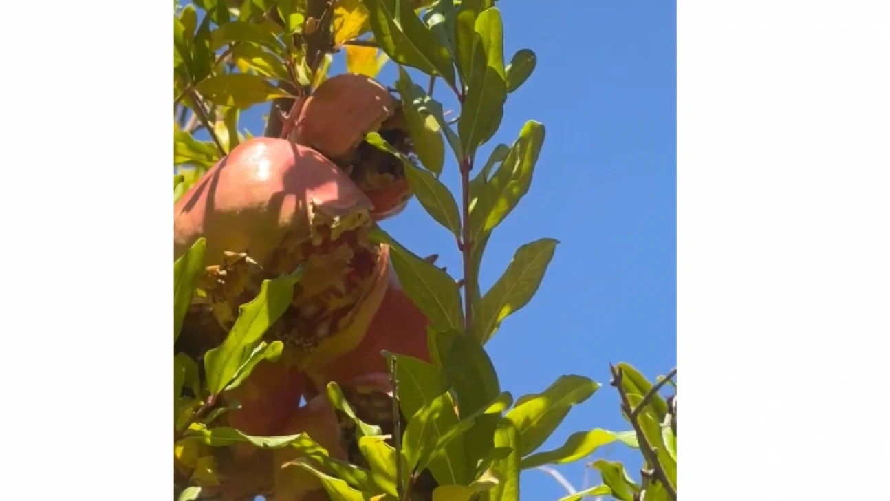 Elazığ'da Soğuk Hava Nar Üreticilerini Olumsuz Etkiledi