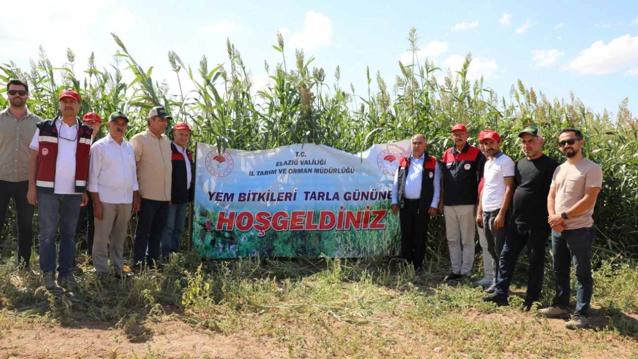 Elazığ'da Sorgum Sudan Otu Melezi Üretimi Yaygınlaşıyor