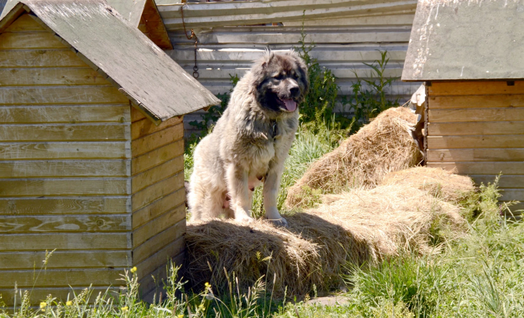 Coğrafi İşaretli Kars Türk Çoban Köpeği'nin Irkı Korunuyor