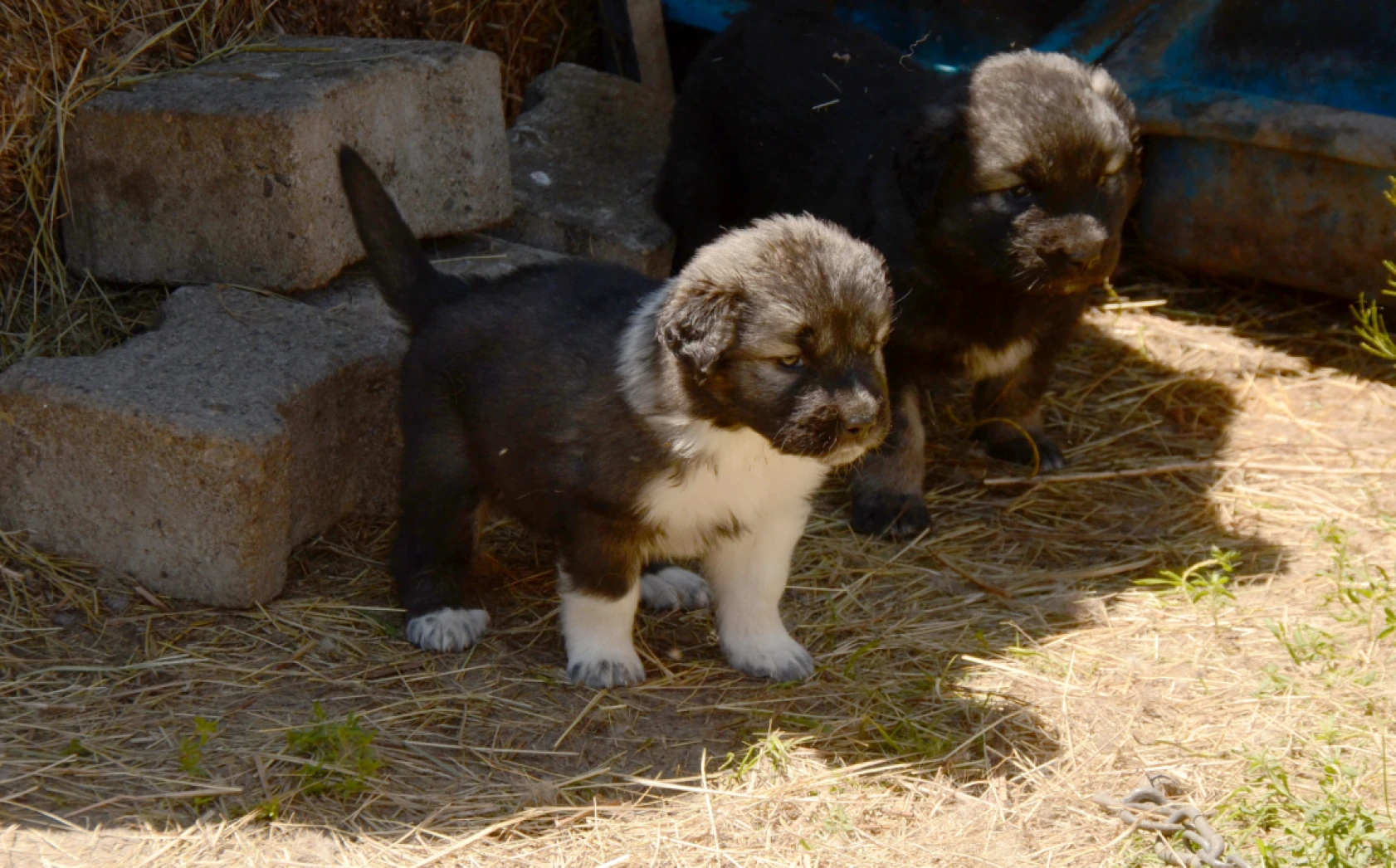 Coğrafi İşaretli Kars Türk Çoban Köpeği'nin Irkı Korunuyor