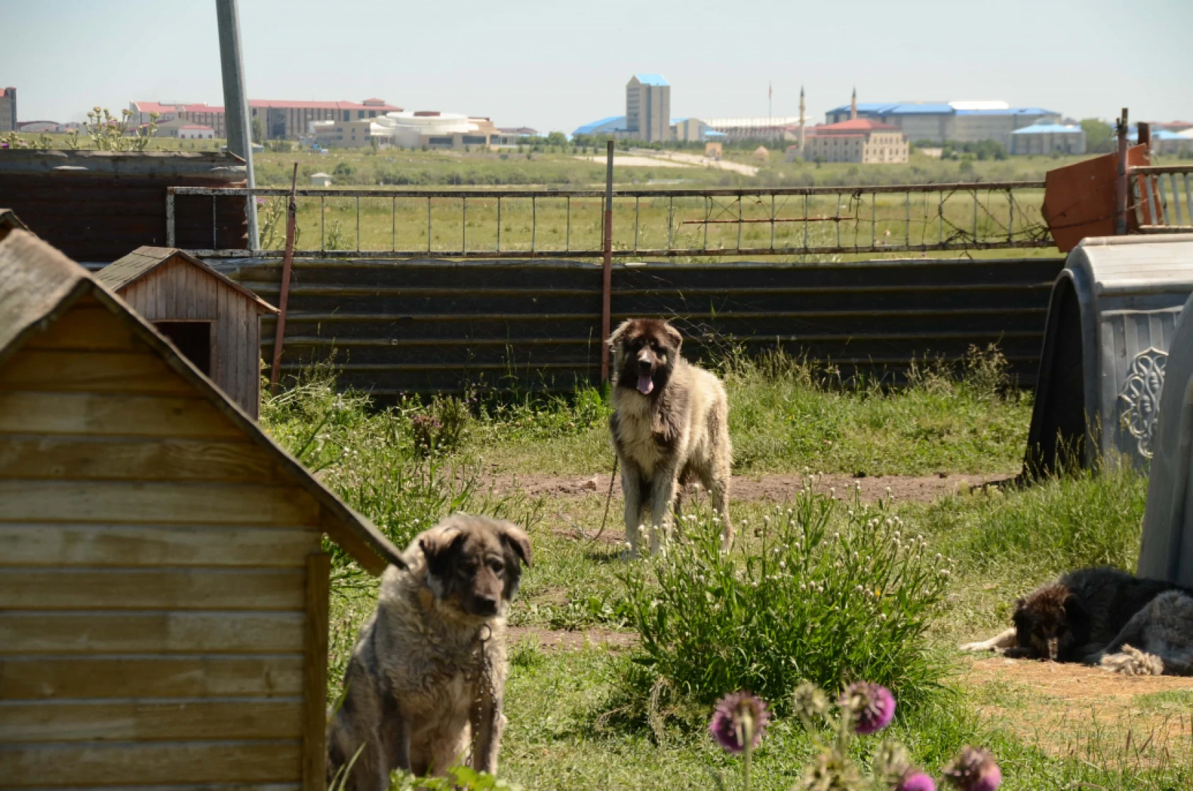 Coğrafi İşaretli Kars Türk Çoban Köpeği'nin Irkı Korunuyor