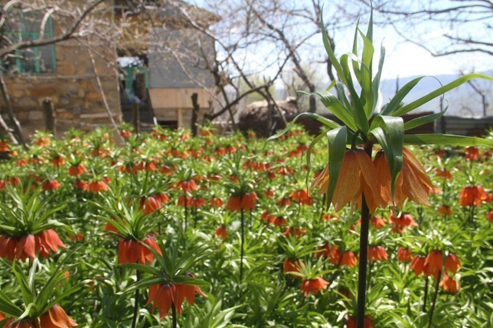 Arıcak'ta Ters Lale Şöleni
