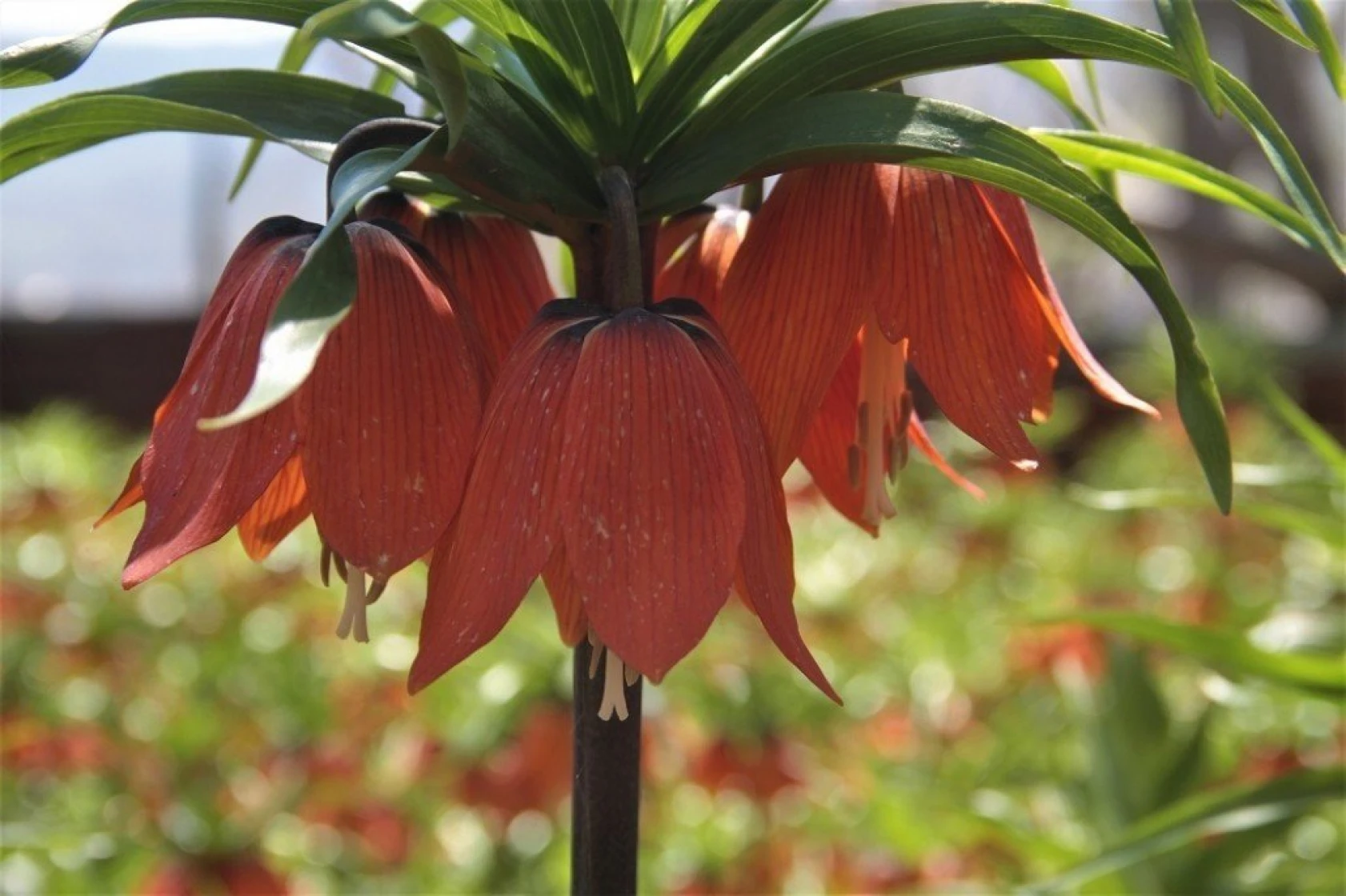Arıcak'ta Ters Lale Şöleni