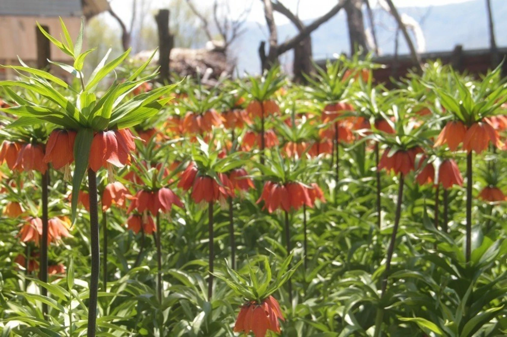 Arıcak'ta Ters Lale Şöleni
