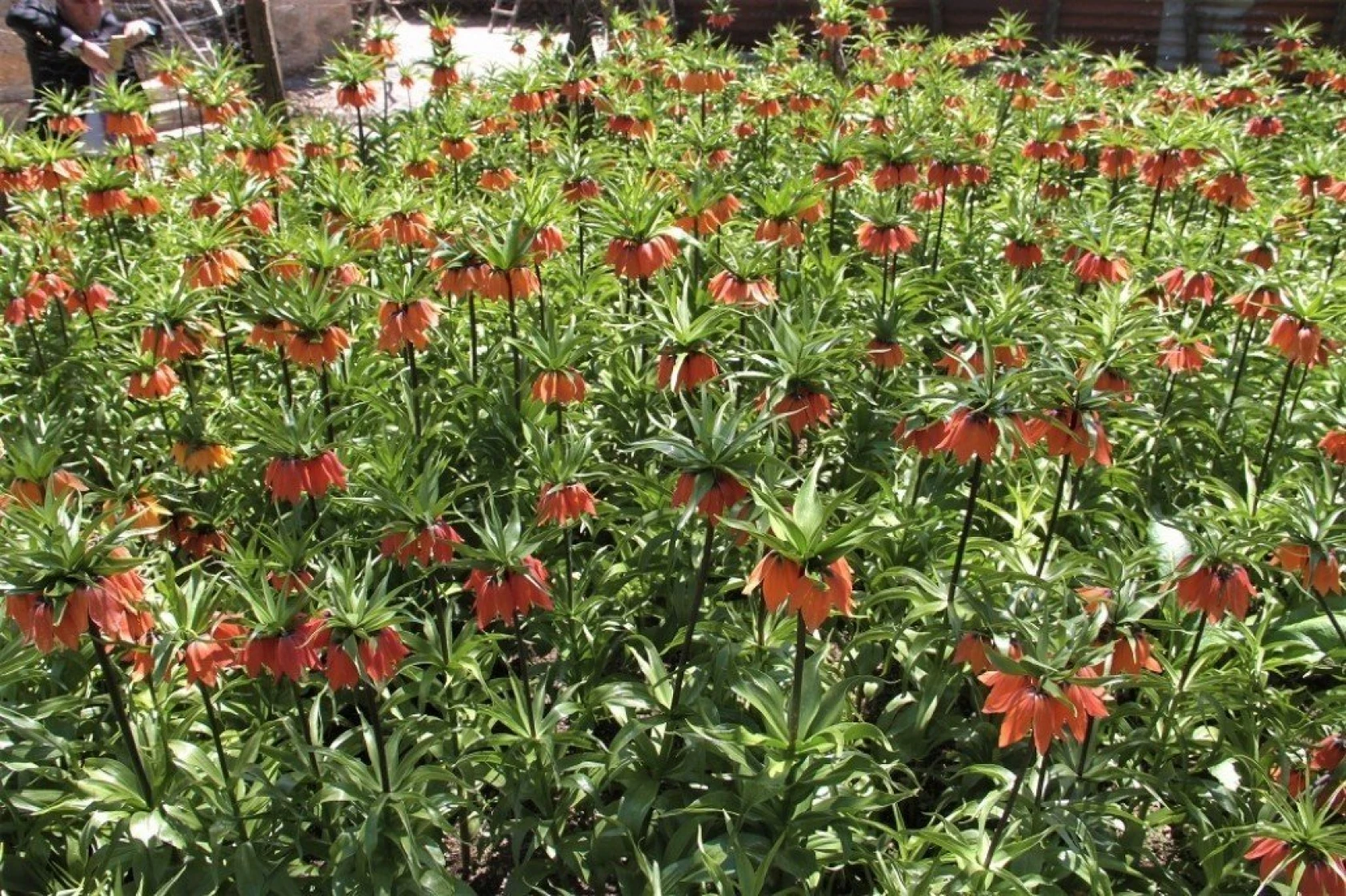 Arıcak'ta Ters Lale Şöleni