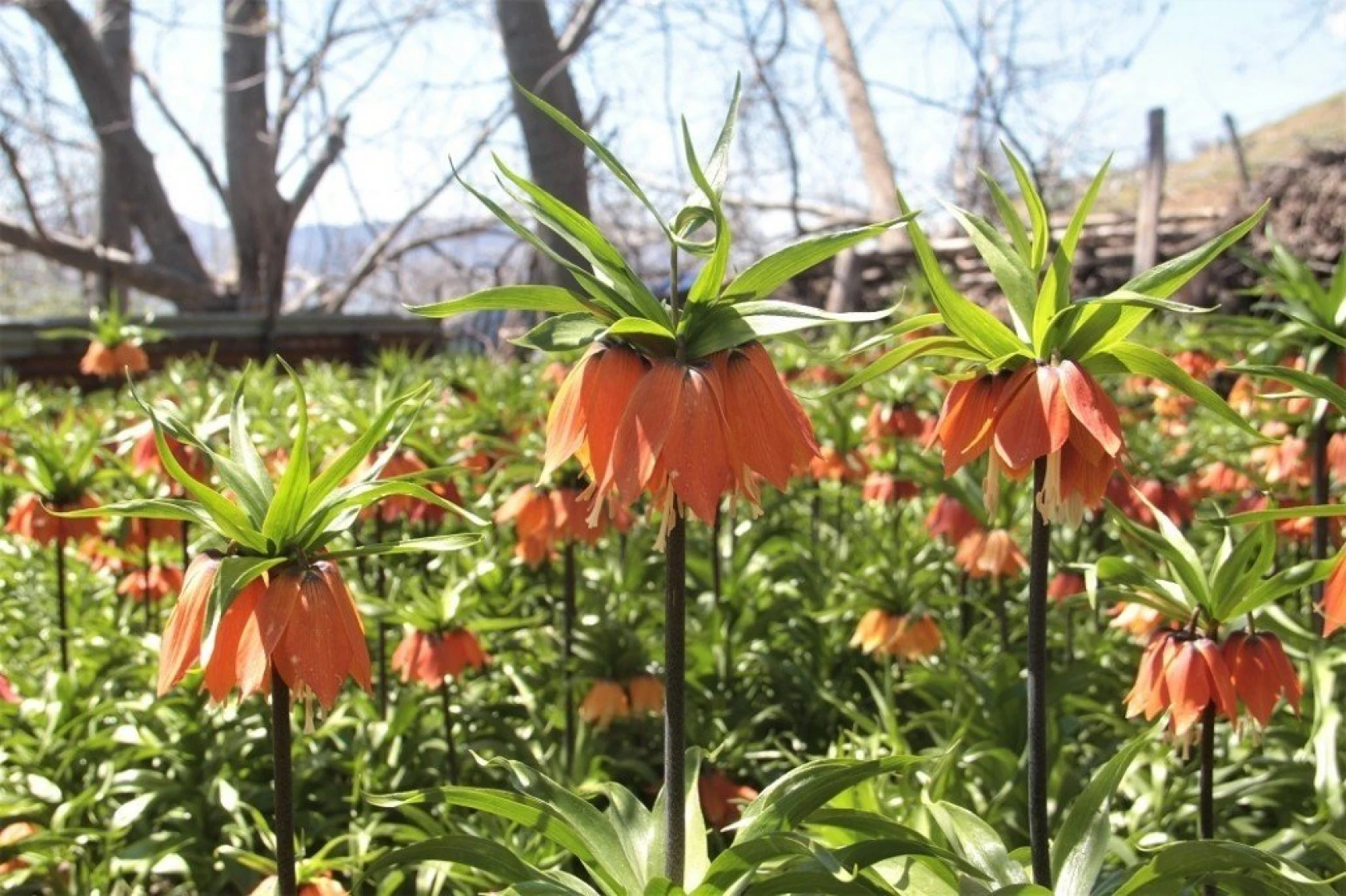 Arıcak'ta Ters Lale Şöleni