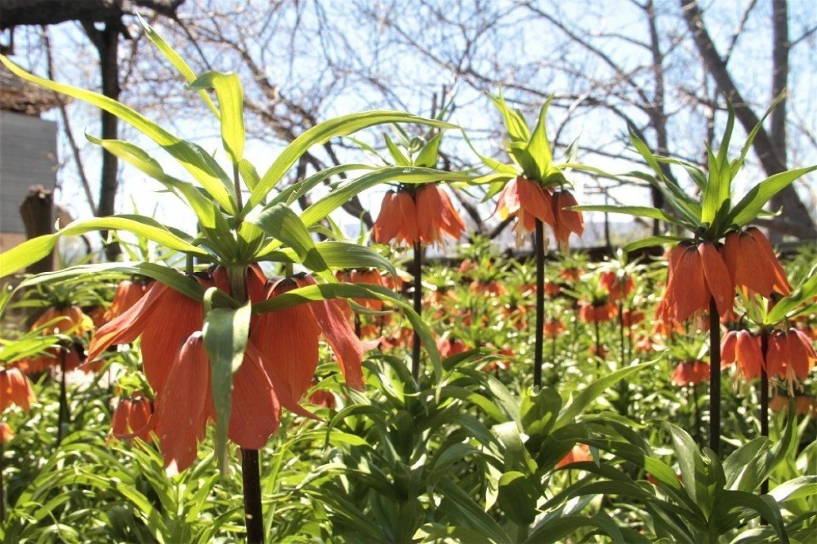 Arıcak'ta Ters Lale Şöleni