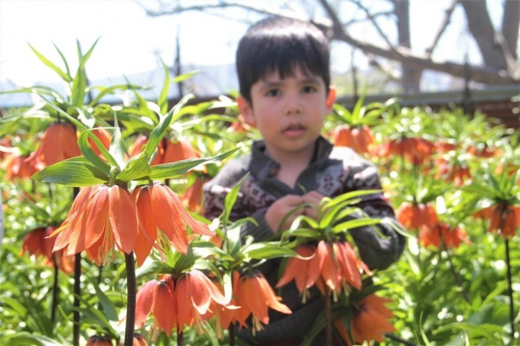 Arıcak'ta Ters Lale Şöleni