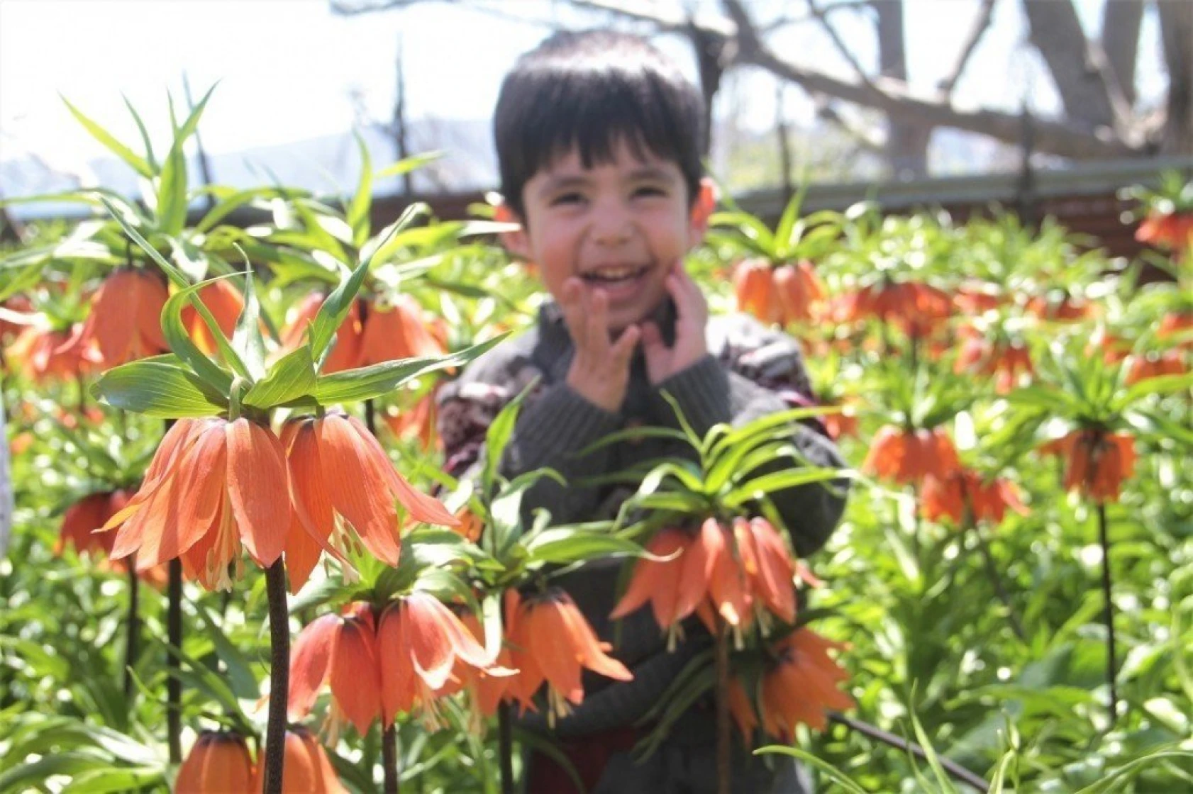 Arıcak'ta Ters Lale Şöleni