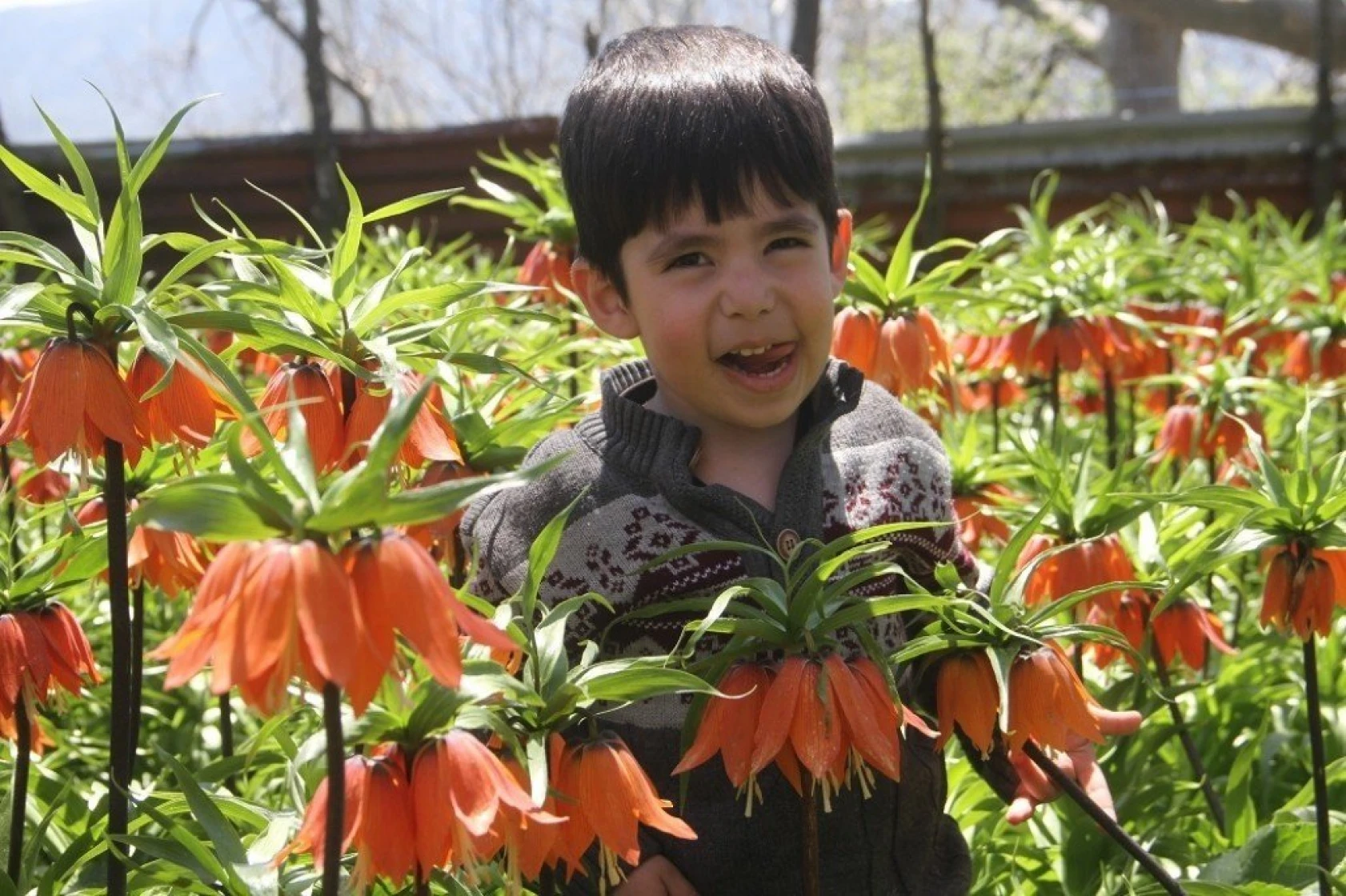 Arıcak'ta Ters Lale Şöleni