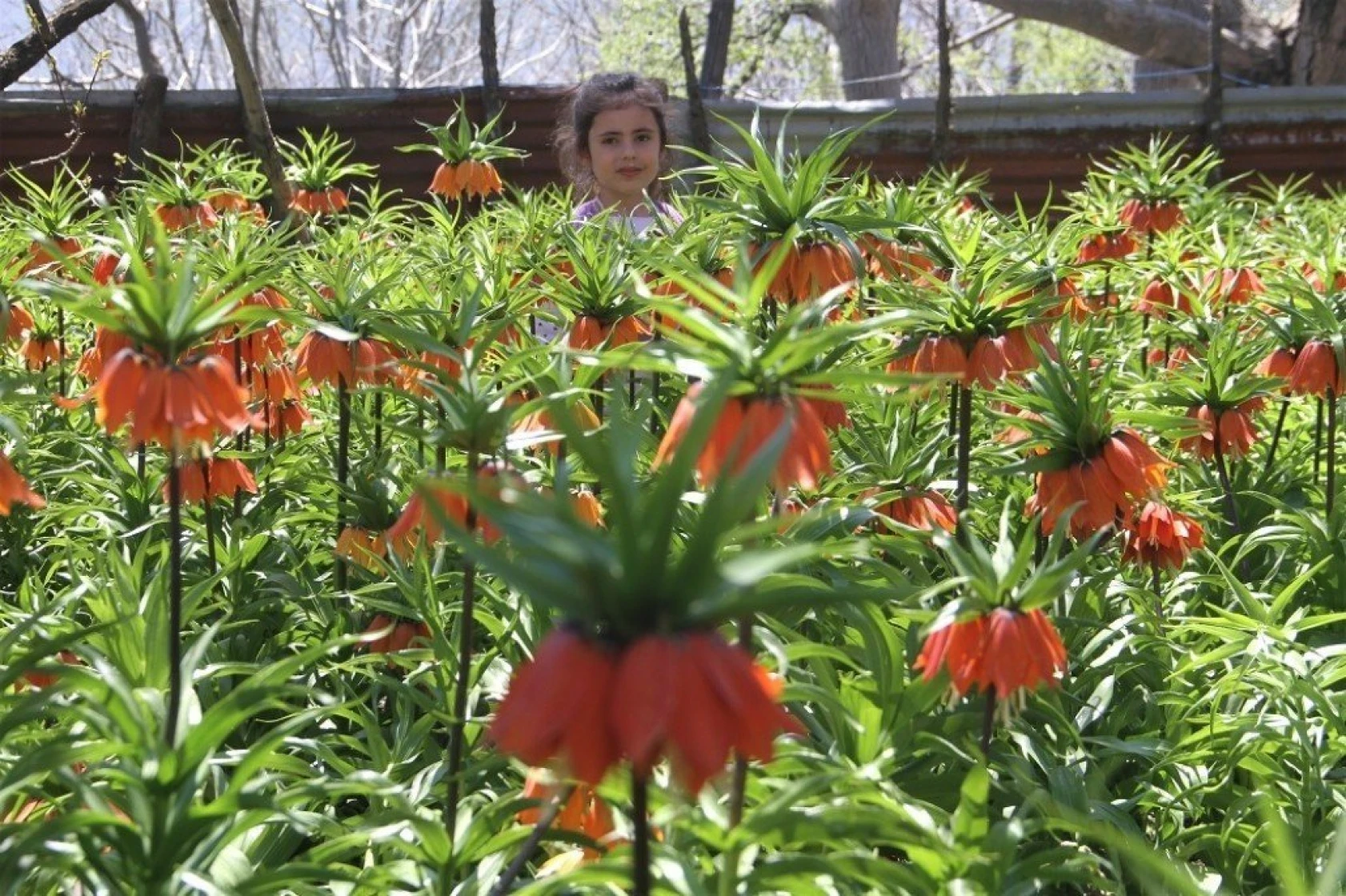 Arıcak'ta Ters Lale Şöleni