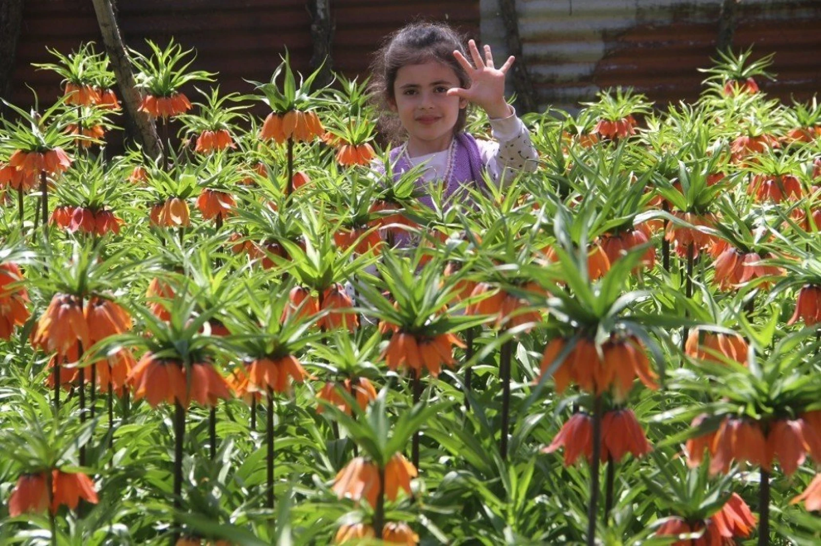 Arıcak'ta Ters Lale Şöleni