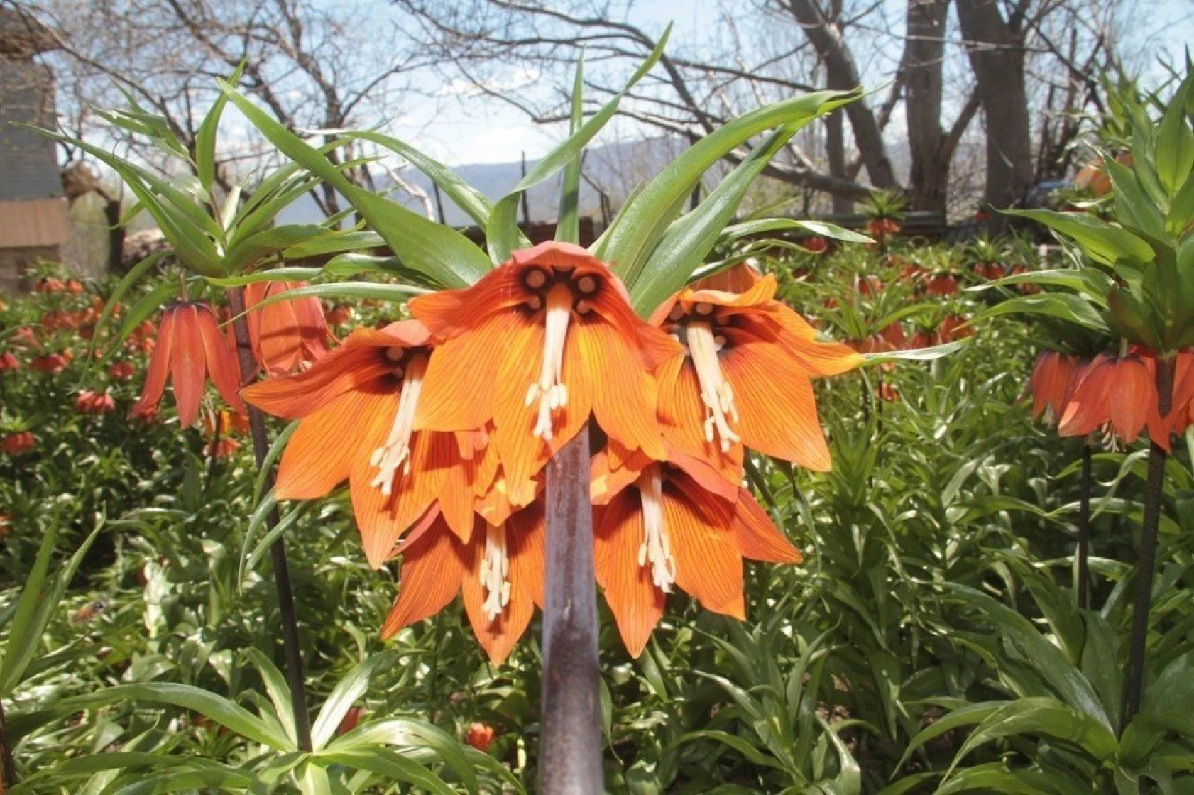 Arıcak'ta Ters Lale Şöleni