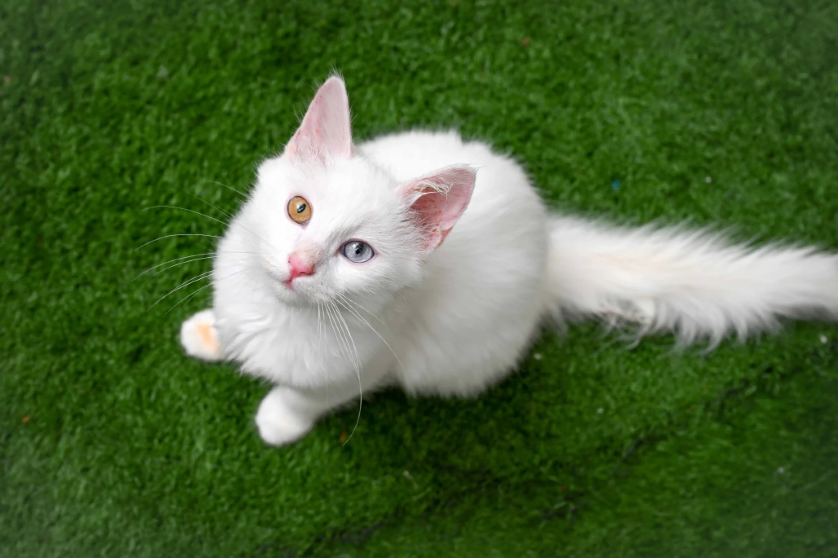 Van Kedi Villası'nda Her Sene 100 Sevimli Pati Sahiplendiriliyor