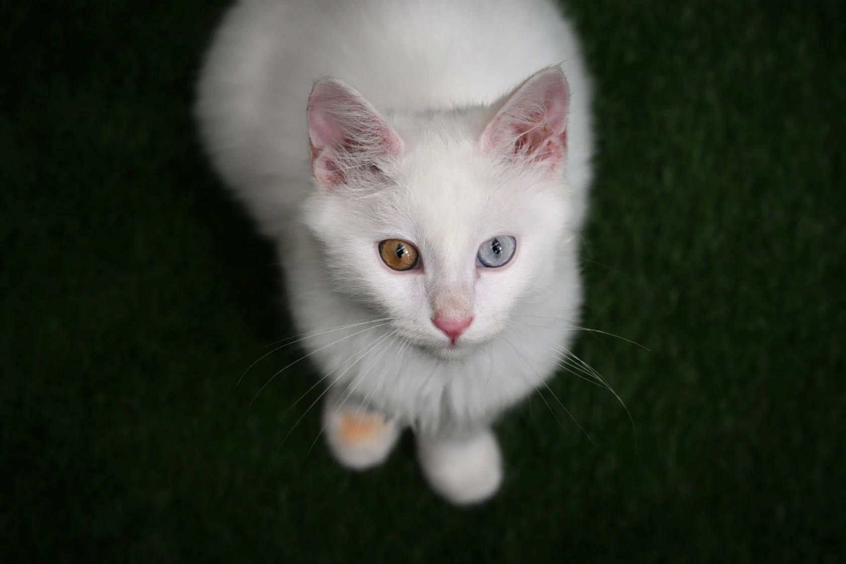 Van Kedi Villası'nda Her Sene 100 Sevimli Pati Sahiplendiriliyor