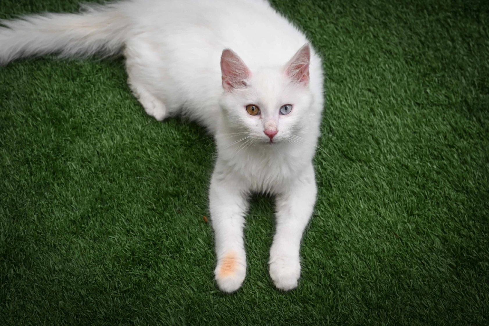 Van Kedi Villası'nda Her Sene 100 Sevimli Pati Sahiplendiriliyor