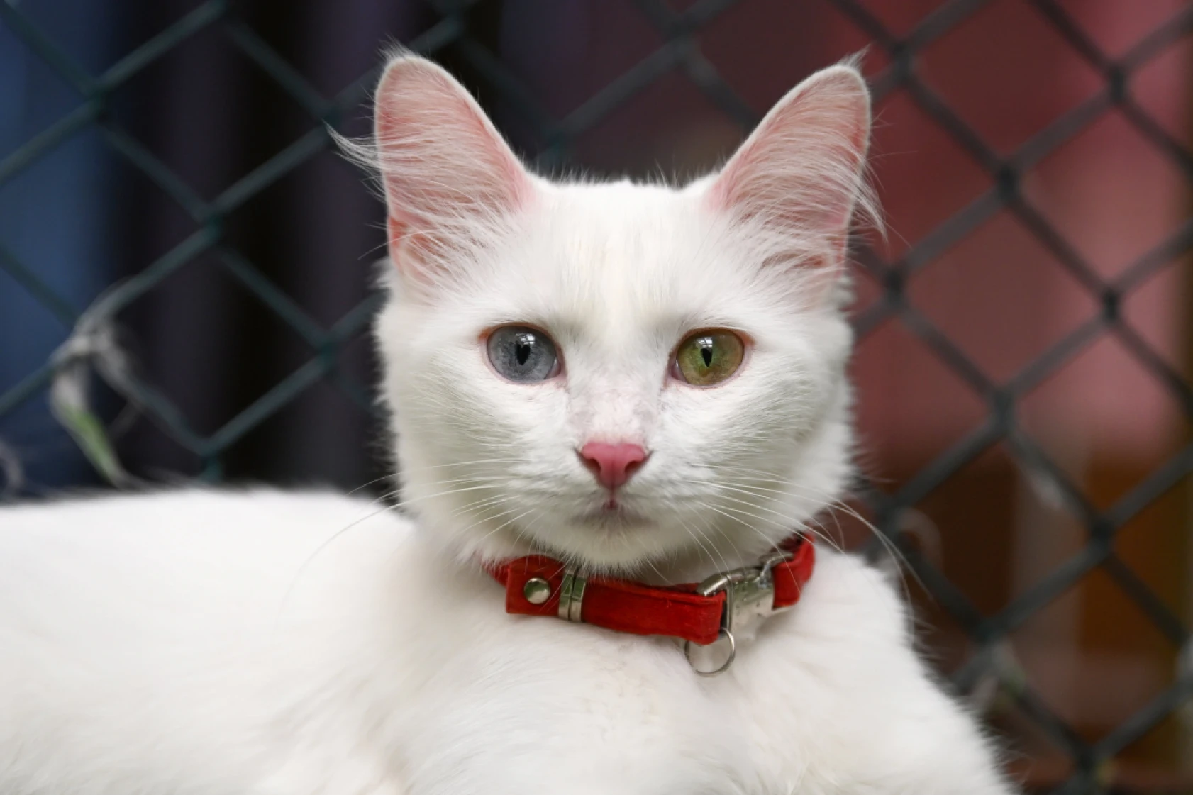 Van Kedi Villası'nda Her Sene 100 Sevimli Pati Sahiplendiriliyor