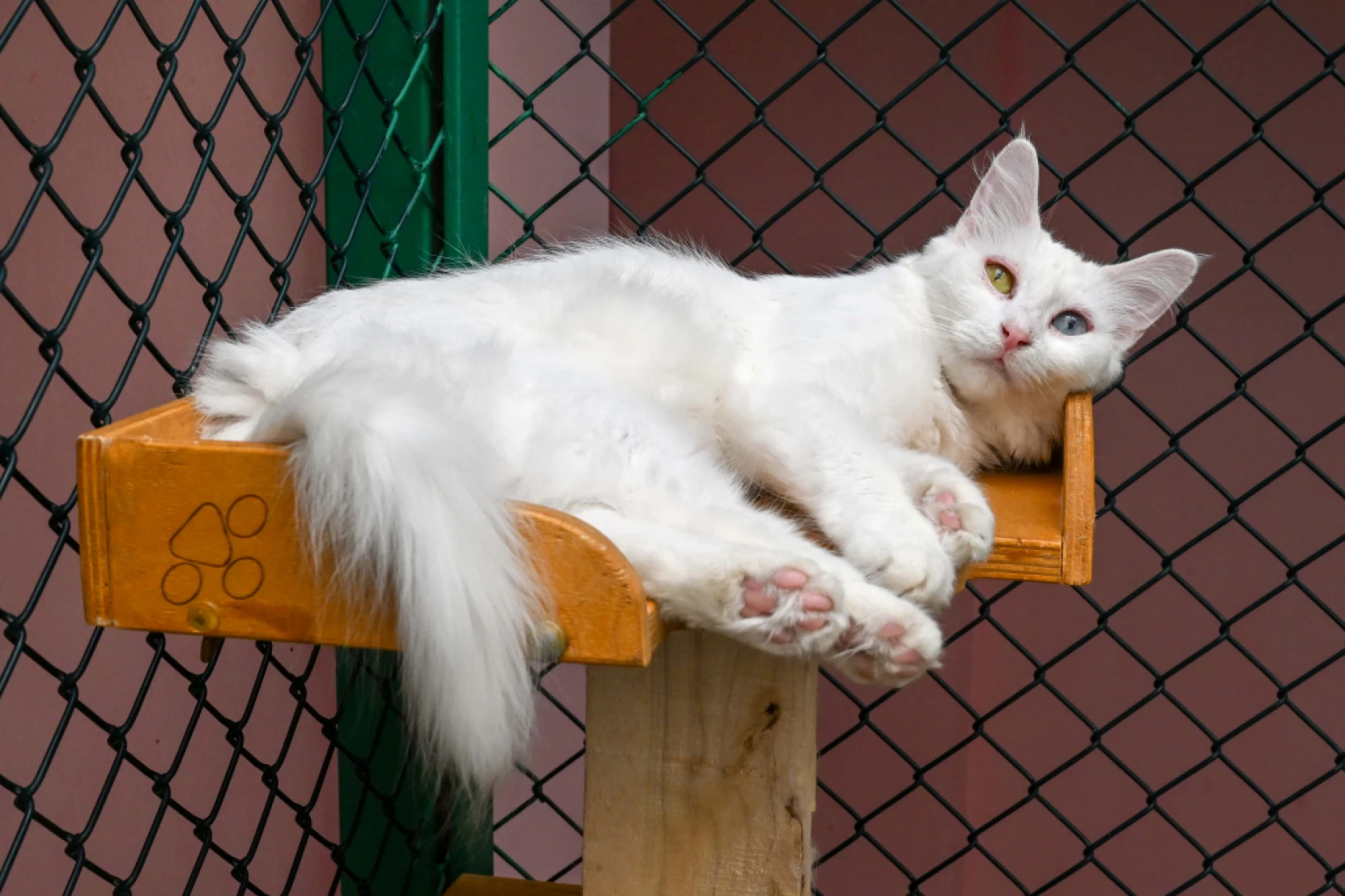 Van Kedi Villası'nda Her Sene 100 Sevimli Pati Sahiplendiriliyor