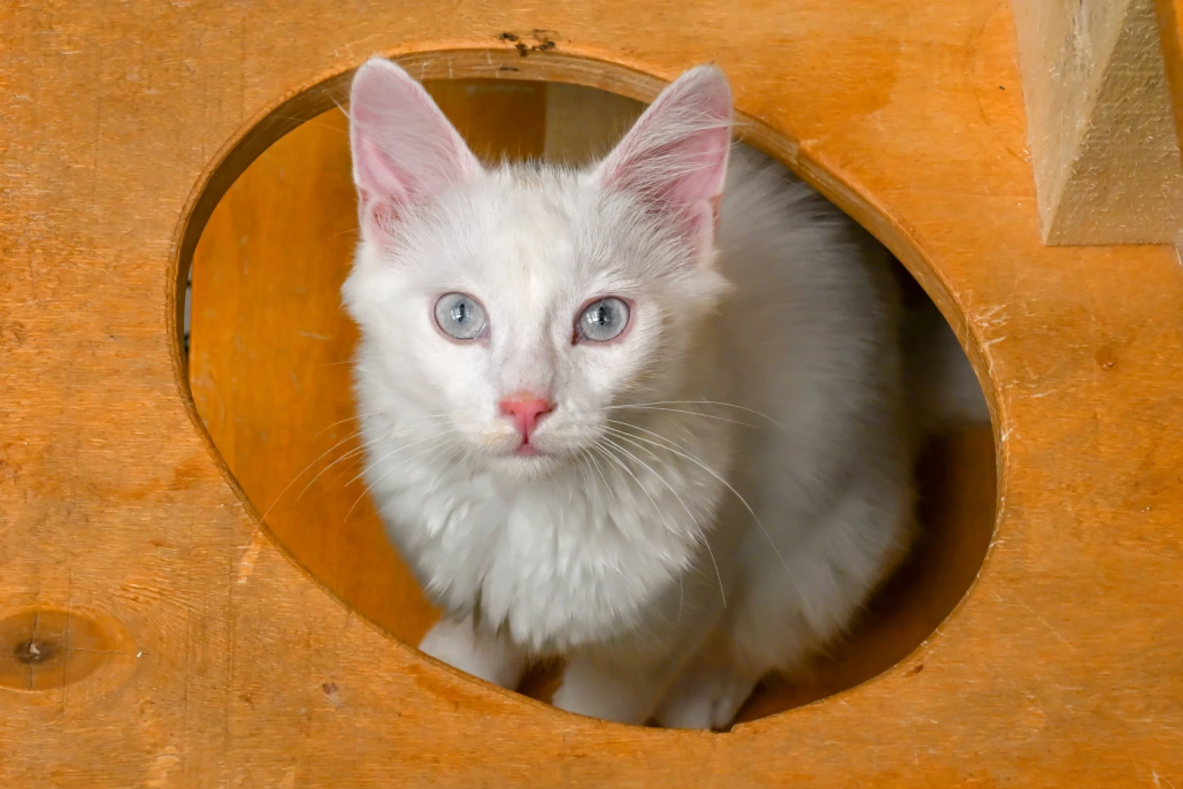 Van Kedi Villası'nda Her Sene 100 Sevimli Pati Sahiplendiriliyor