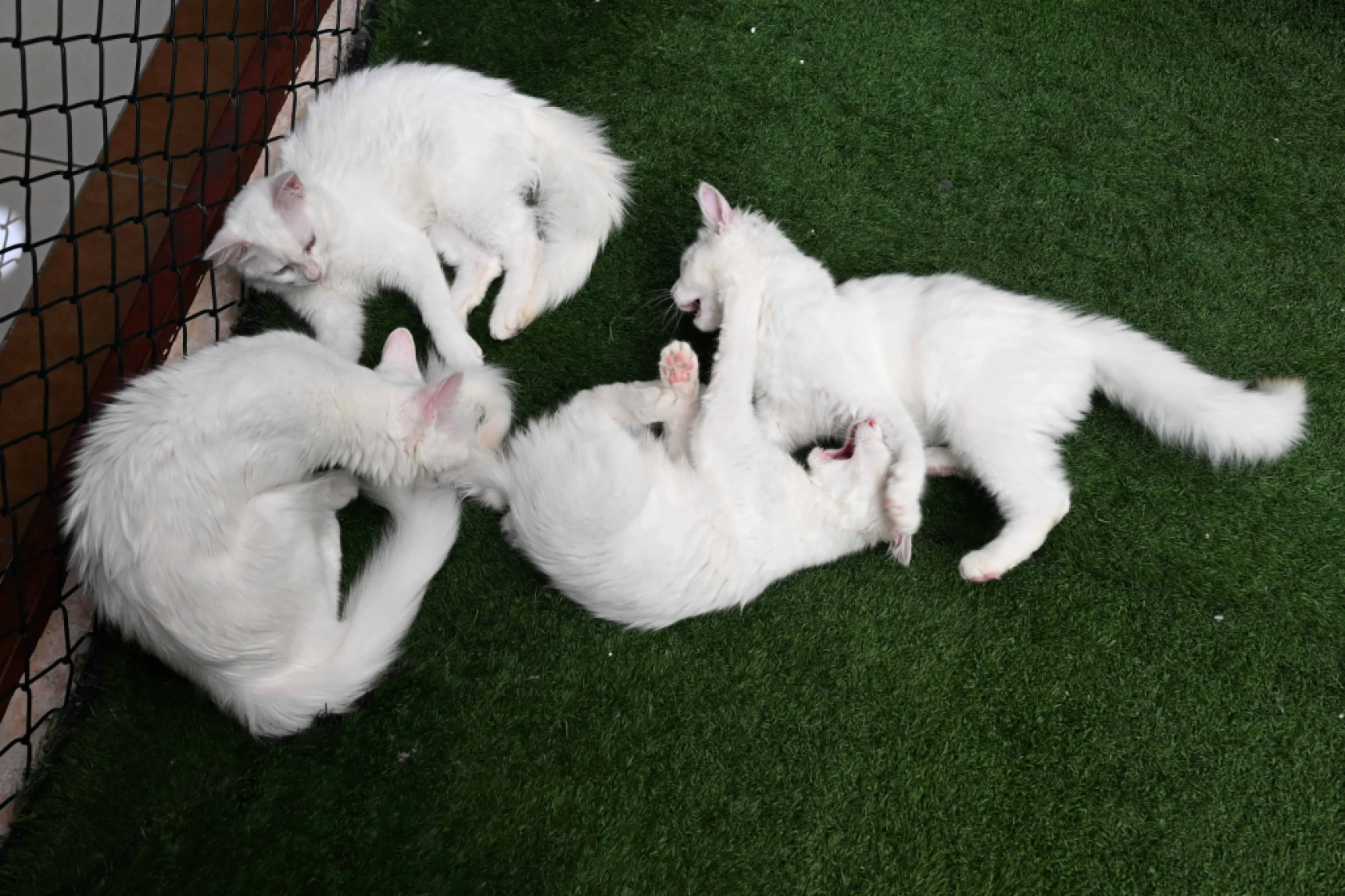 Van Kedi Villası'nda Her Sene 100 Sevimli Pati Sahiplendiriliyor