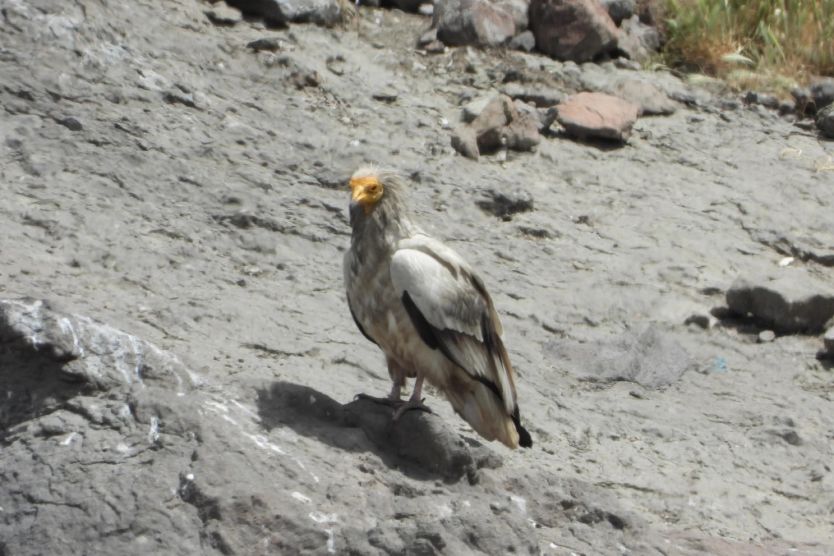 Munzur Ve Pülümür Dağlarındaki Yaban Hayatı Fotokapanlarla Görüntülendi