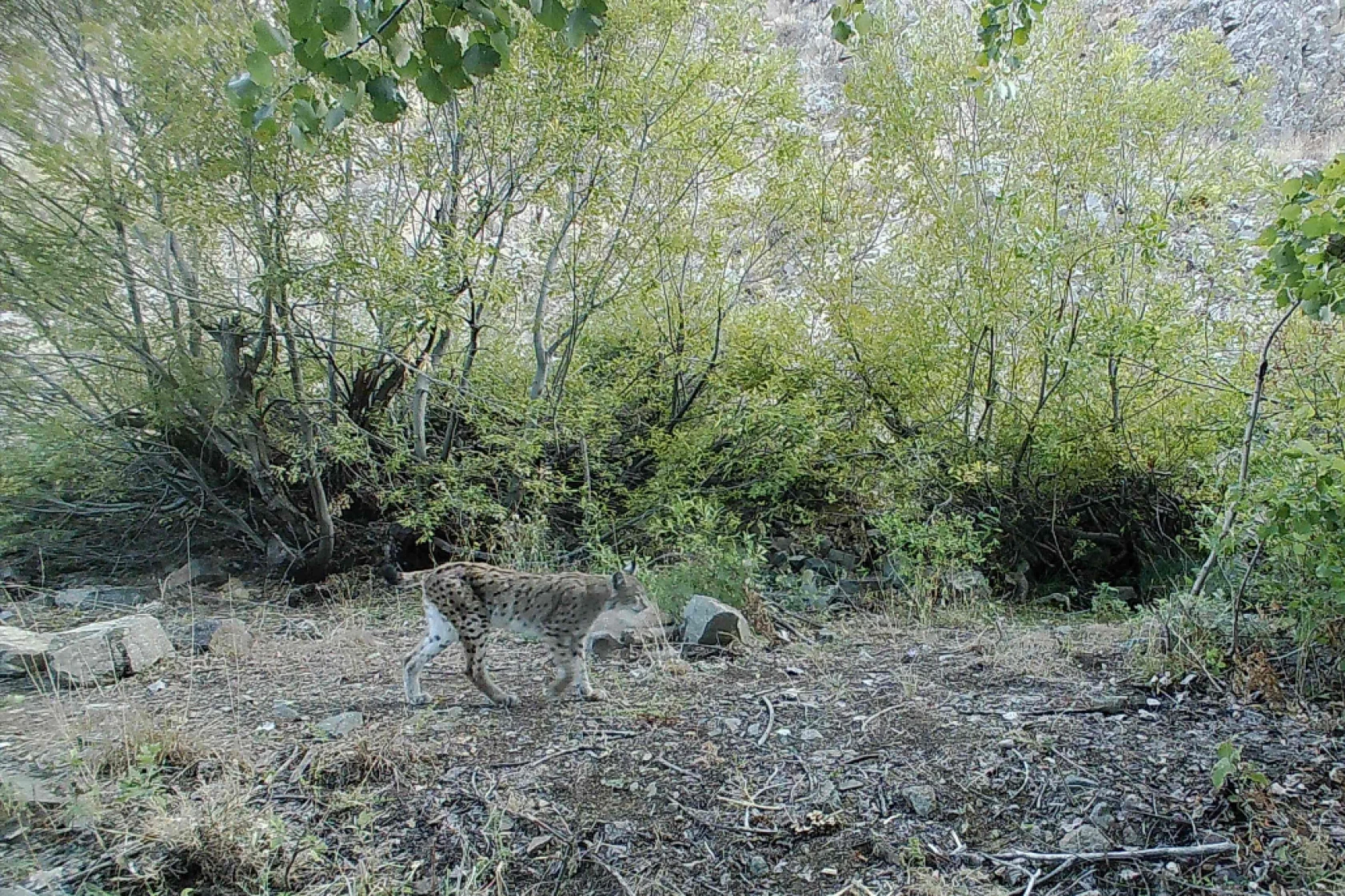Munzur Ve Pülümür Dağlarındaki Yaban Hayatı Fotokapanlarla Görüntülendi