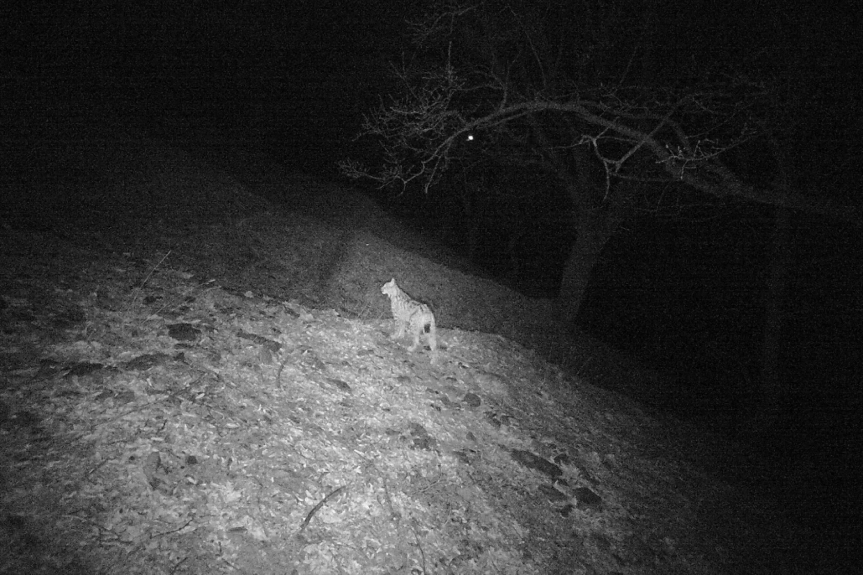 Munzur Ve Pülümür Dağlarındaki Yaban Hayatı Fotokapanlarla Görüntülendi