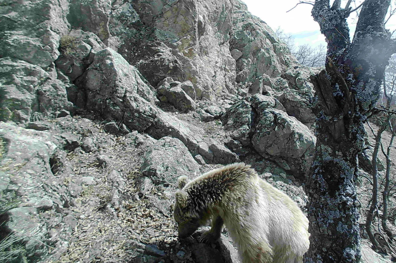 Munzur Ve Pülümür Dağlarındaki Yaban Hayatı Fotokapanlarla Görüntülendi