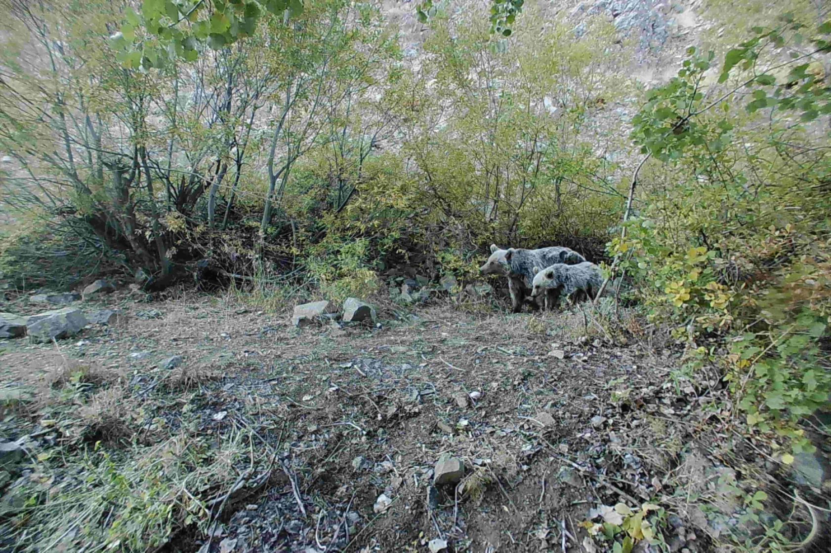 Munzur Ve Pülümür Dağlarındaki Yaban Hayatı Fotokapanlarla Görüntülendi