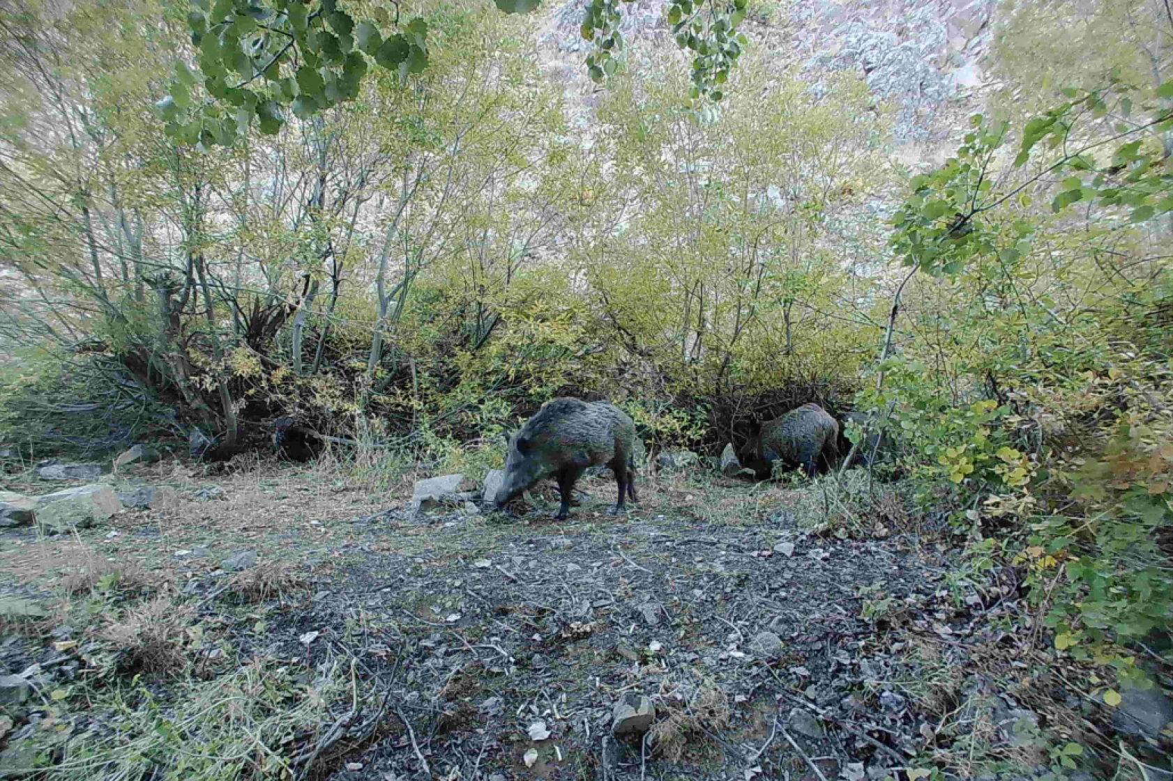 Munzur Ve Pülümür Dağlarındaki Yaban Hayatı Fotokapanlarla Görüntülendi