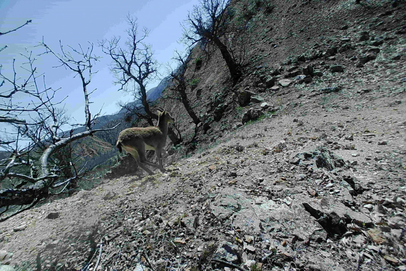 Munzur Ve Pülümür Dağlarındaki Yaban Hayatı Fotokapanlarla Görüntülendi