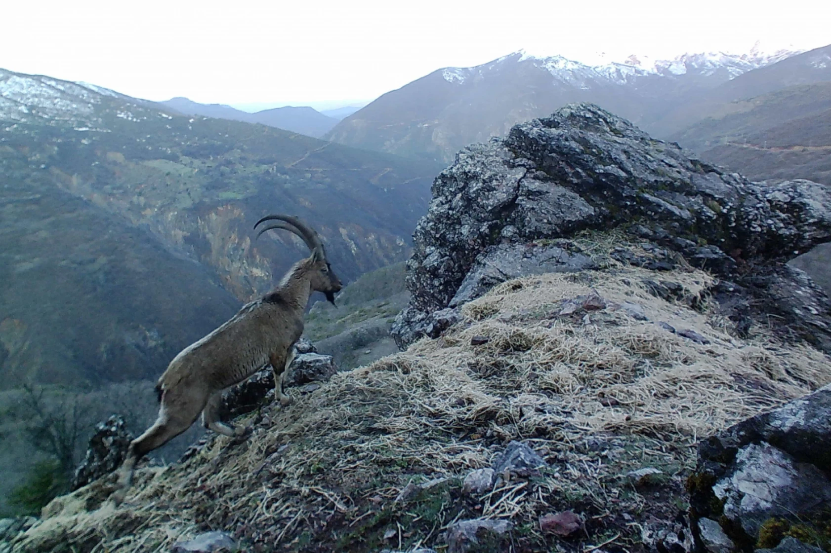 Munzur Ve Pülümür Dağlarındaki Yaban Hayatı Fotokapanlarla Görüntülendi