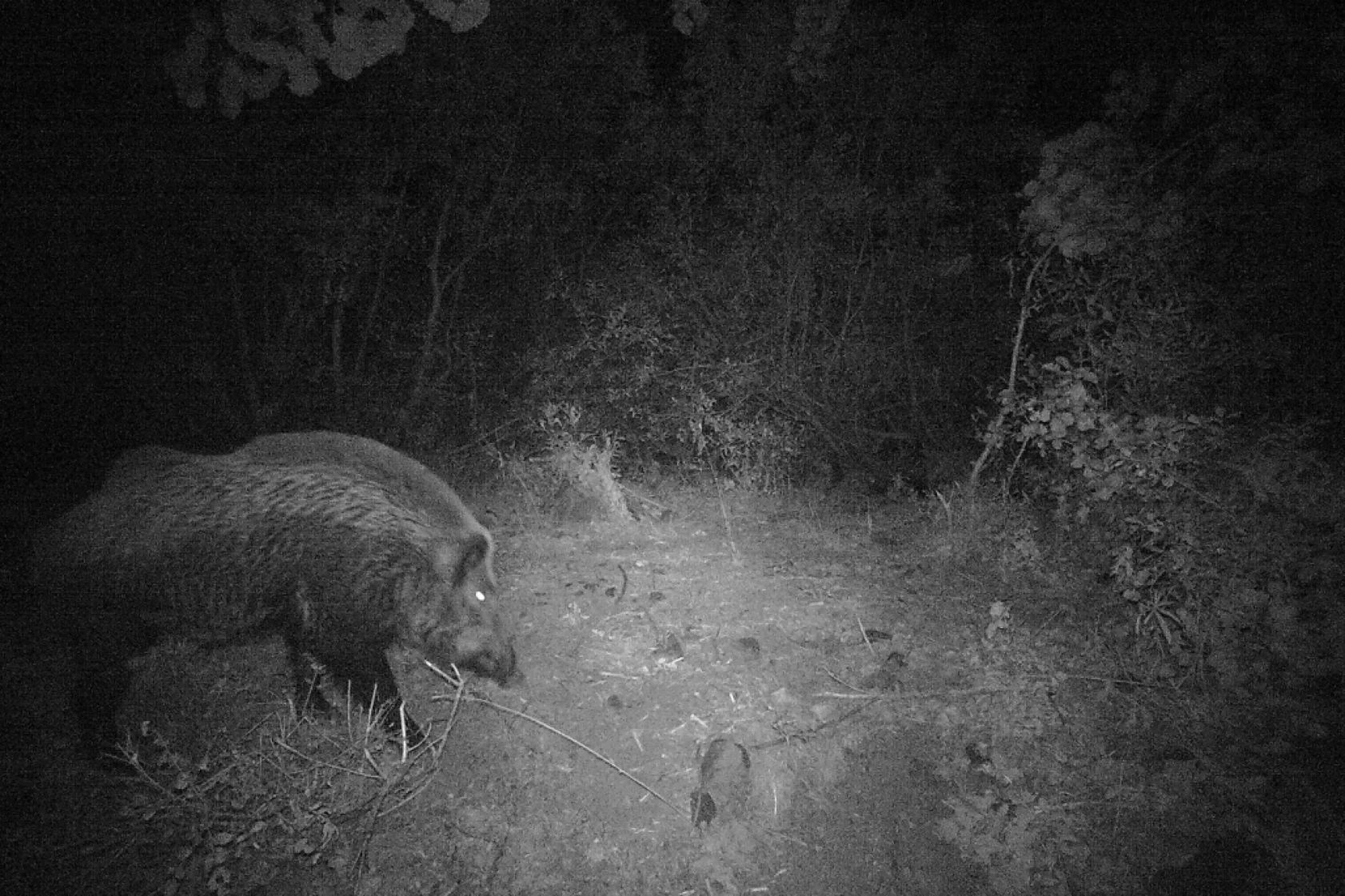 Munzur Ve Pülümür Dağlarındaki Yaban Hayatı Fotokapanlarla Görüntülendi