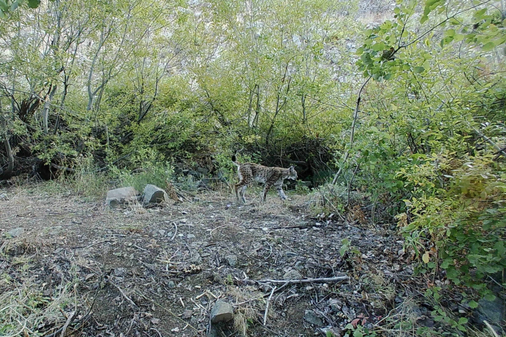 Munzur Ve Pülümür Dağlarındaki Yaban Hayatı Fotokapanlarla Görüntülendi