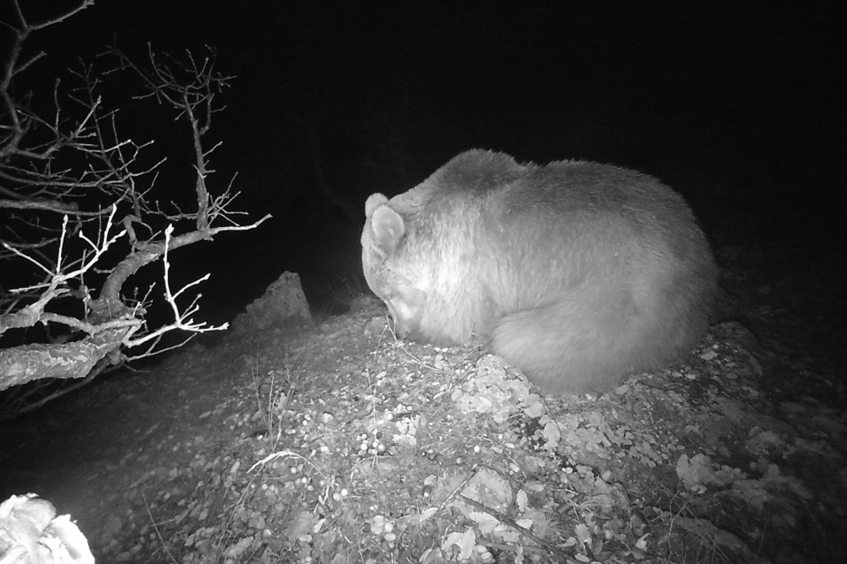 Munzur Ve Pülümür Dağlarındaki Yaban Hayatı Fotokapanlarla Görüntülendi