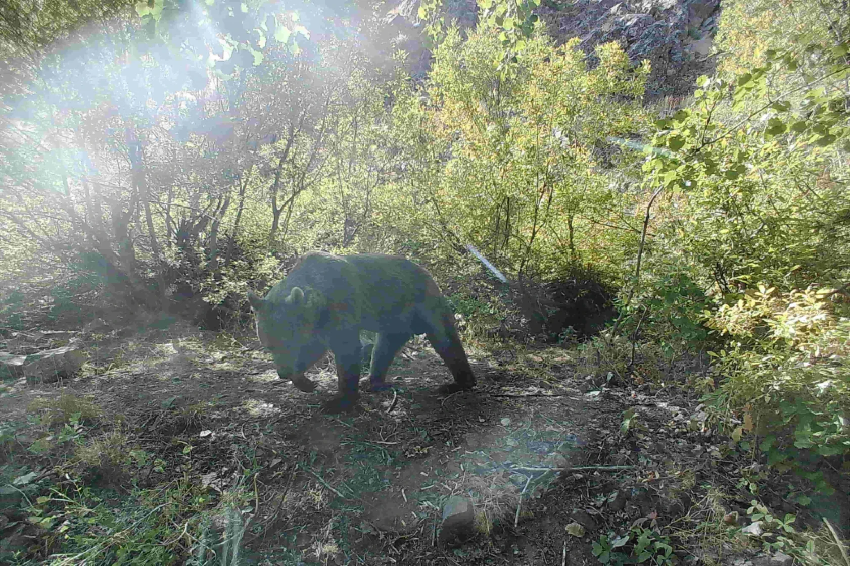 Munzur Ve Pülümür Dağlarındaki Yaban Hayatı Fotokapanlarla Görüntülendi