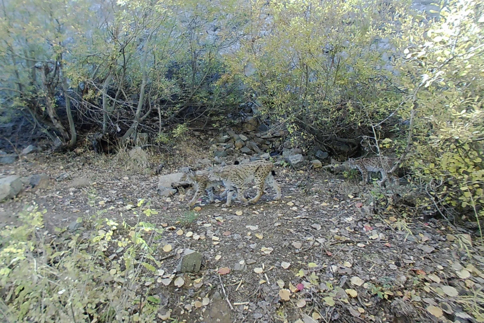 Munzur Ve Pülümür Dağlarındaki Yaban Hayatı Fotokapanlarla Görüntülendi