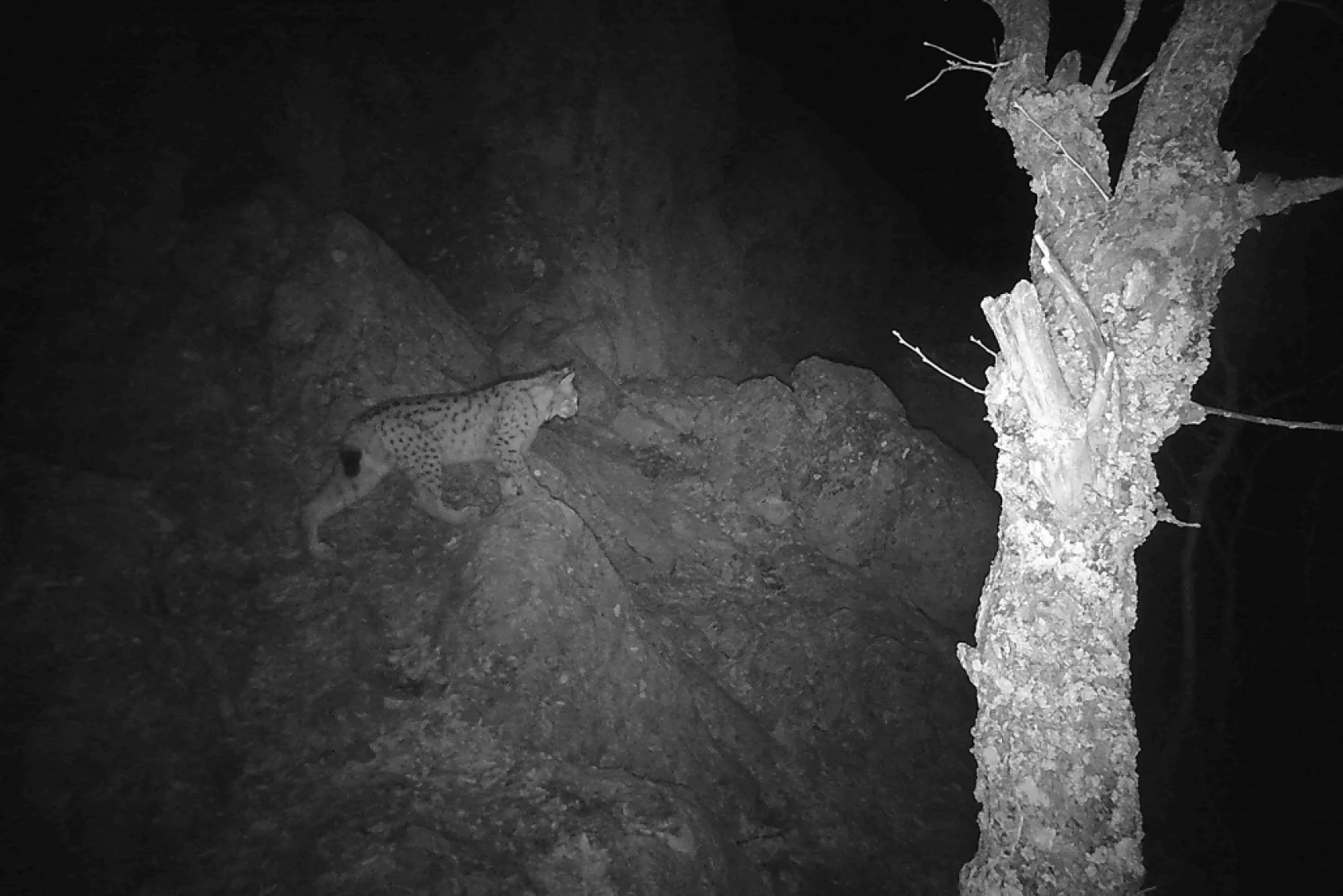 Munzur Ve Pülümür Dağlarındaki Yaban Hayatı Fotokapanlarla Görüntülendi