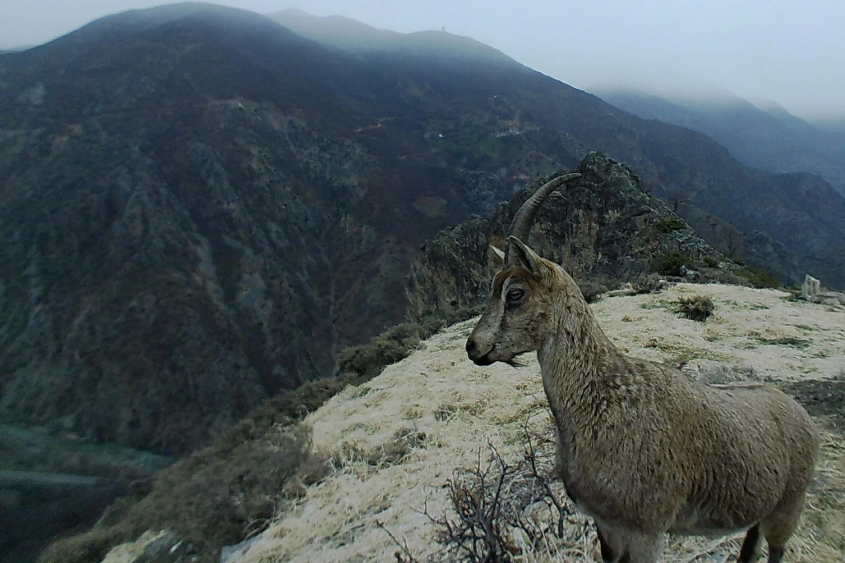 Munzur Ve Pülümür Dağlarındaki Yaban Hayatı Fotokapanlarla Görüntülendi