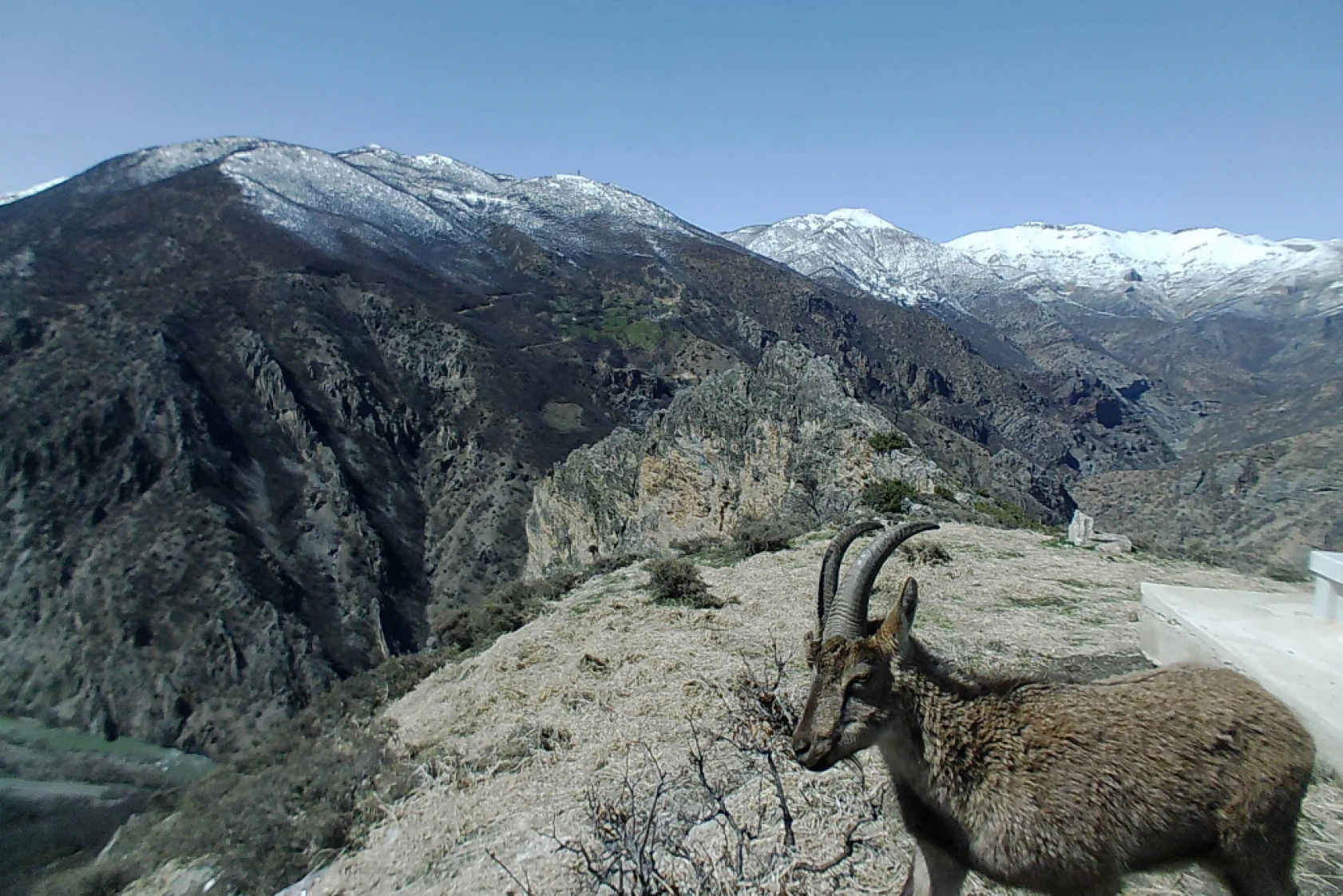 Munzur Ve Pülümür Dağlarındaki Yaban Hayatı Fotokapanlarla Görüntülendi