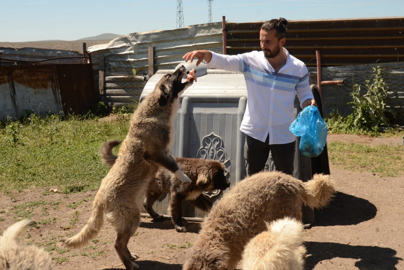Coğrafi İşaretli Kars Türk Çoban Köpeği'nin Irkı Korunuyor